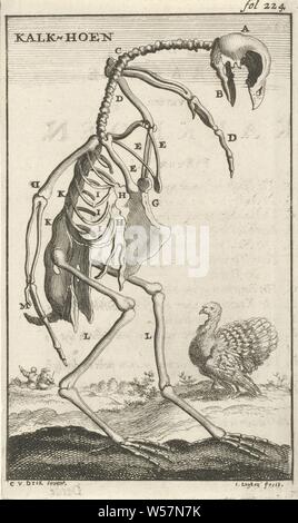 Telaio di una Turchia calce-grouse (titolo in oggetto), Stampa in alto a destra la dicitura: fol: 224, scuotipaglia e uccelli runner: Turchia, animali (scheletro o un animale), Jan Luyken (menzionato in oggetto), Amsterdam, 1680, carta, attacco, h 140 mm × W 83 mm Foto Stock