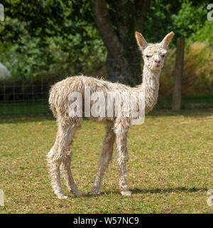 Baby alpaca suri Foto Stock