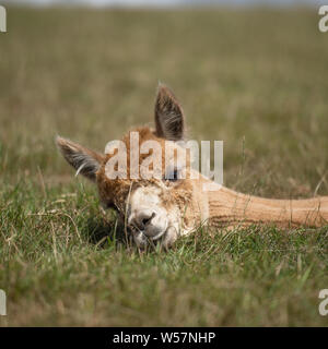 Alpaca a riposo Foto Stock