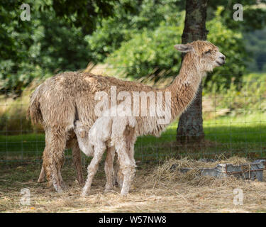 Suri alpaca e il suo cria Foto Stock