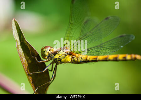 Una femmina la vagabonda darter dragonfly (Sympetrum vulgatum) su una foglia Foto Stock