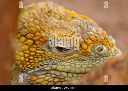 Primo piano di una testa di iguana gialla con sfondo sfocato Foto Stock