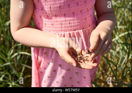 Anonimo bambina in abito rosa in piedi con la manciata di pianta selvatica di grani sul fondo sfocato Foto Stock