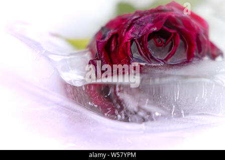 Congelate di ghiaccio di rose Foto Stock