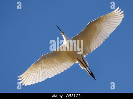 Adulto grande airone bianco volare al di sopra con completamente spalmata ali e luminoso cielo blu Foto Stock