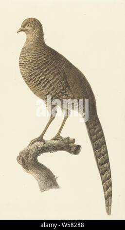 Golden Pheasant, gallina, scuotipaglia e uccelli runner: fagiano, Pieter Pietersz. Barbiers, 1759 - 1842, carta Acquerello (vernice), penna, pennello, h 445 mm × W 260 mm Foto Stock