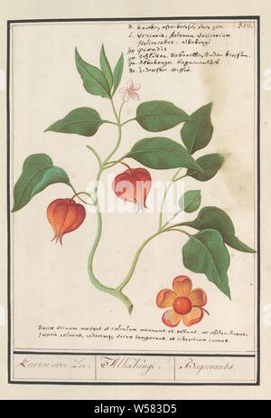 Oro berry (Physalis peruviana), Keersen over Zee. / Alkakengi. / Baguenaudes (titolo in oggetto), Goudbes, o Cape gooseberry. Numerate in alto a destra: 312. In alto a destra il nome in sei lingue, in corrispondenza del fondo di un due-line iscrizione in latino. Parte del quarto album con disegni di fiori e funghi. Undicesimo di dodici album con disegni di animali, uccelli e piante conosciute intorno al 1600, commissionato dall'imperatore Rudolf II. Con spiegazione in olandese, il latino e il francese, Anselmus Boetius De Boodt, 1596 - 1610, carta Acquerello (vernice), deck paint, gesso, inchiostro e penna, h 257 mm × W 188 mm Foto Stock