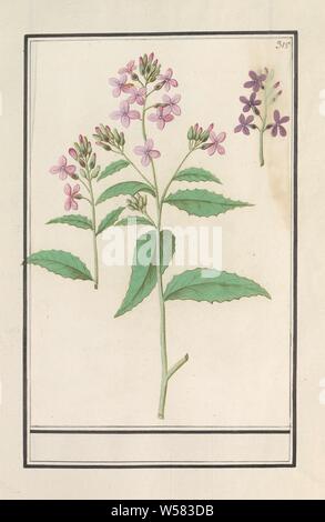 Fiore di Damasco (Hesperis matronalis), fiore di Damasco. Numerate in alto a destra: 315. Parte del quarto album con disegni di fiori e funghi. Undicesimo di dodici album con disegni di animali, uccelli e piante conosciute intorno al 1600, commissionato dall'imperatore Rudolf II. Con spiegazioni in olandese, il latino e il francese, Anselmus Boetius De Boodt, 1596 - 1610, carta Acquerello (vernice), deck vernice, gesso, spazzola, h 255 mm × W 171 mm Foto Stock