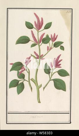 Migliaia di nodi (Persicaria), migliaia di nodi. Numerate in alto a destra: 332. Parte del quarto album con disegni di fiori e funghi. Undicesimo di dodici album con disegni di animali, uccelli e piante conosciute intorno al 1600, commissionato dall'imperatore Rudolf II. Con spiegazioni in olandese, il latino e il francese, Anselmus Boetius De Boodt, 1596 - 1610, carta Acquerello (vernice), deck vernice, gesso, spazzola, h 237 mm × W 144 mm Foto Stock