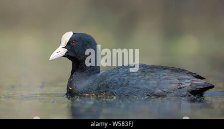 Sunny maschio adulto Eurasian Coot vicino photo shot in acqua della Foresta di primavera stagno Foto Stock