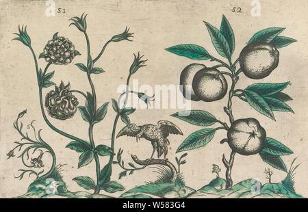 Doppia (Columbine Aquilegia vulgaris) e Apple (Malus pumila), Doppia aquilegia alpina e Apple. Con il canto di un uccello e di alcune piante ornamentali. Figg. 51 e 52 su un foglio numerate a mano 26. In: Anselmi Boetii de Boot I.C. Brugensis, anonimo, 1604 - 1632 e/o 1640, la carta, inchiostro, acquerello (vernice), incisione h 135 mm × W 205 mm h 160 mm × W 230 mm Foto Stock