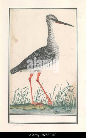 (Redshank Tringa totanus), Redshank. Numerate in alto a destra: 2. Parte del terzo album con disegni di uccelli. Quinta di dodici album con disegni di animali, uccelli e piante conosciute intorno al 1600, commissionato dall'imperatore Rudolf II. Con spiegazioni in olandese, il latino e il francese, Anselmus Boetius De Boodt, 1596 - 1610, carta Acquerello (vernice), deck paint, matita, gesso, spazzola, h 265 mm × W 167 mm Foto Stock