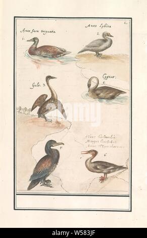 Foglie con sei anatre (ANAS) e altri uccelli acquatici, foglie con sei uccelli acquatici: diverse specie di anatre, merganser, swan e il cormorano. Numerate in alto a destra: 6. Con i nomi latini. Parte del terzo album con disegni di uccelli. Quinta di dodici album con disegni di animali, uccelli e piante conosciute intorno al 1600, commissionato dall'imperatore Rudolf II. Con spiegazioni in olandese, il latino e il francese, uccelli acquatici: anatra, uccelli acquatici: Swan, uccelli acquatici (con il nome), Anselmus Boetius De Boodt, 1596 - 1610, carta Acquerello (vernice), deck paint, matita, gesso, inchiostro e penna, h 246 mm × W 160 mm Foto Stock