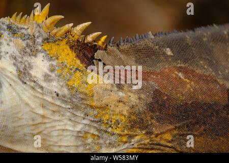 Closeup di iguane gialle indietro con piccoli corni e un sfondo sfocato Foto Stock