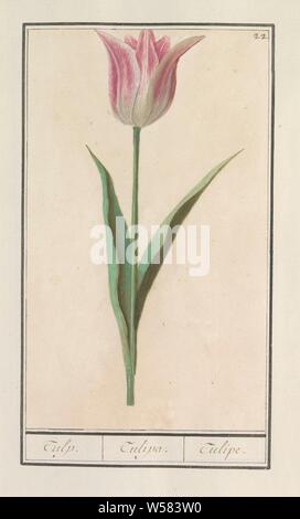 Tulip (Tulipa), Tulip. / Tulipa. / Tulipe. (Titolo in oggetto), rosa e bianco tulip. Numerate in alto a destra: 22. Parte del primo album con disegni di fiori e piante. Ottavo di dodici album con disegni di animali, uccelli e piante conosciute intorno al 1600, commissionato dall'imperatore Rudolf II. Con spiegazione in olandese, il latino e il francese, fiori: tulip, Anselmus Boetius De Boodt, 1596 - 1610, carta Acquerello (vernice), deck vernice, gesso, spazzola, h 263 mm × W 157 mm Foto Stock