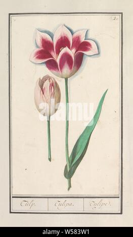 Tulip (Tulipa), Tulip. / Tulipa. / Tulipe. (Titolo in oggetto), due di colore rosso e bianco tulipani. Numerate in alto a destra: 20. Parte del primo album con disegni di fiori e piante. Ottavo di dodici album con disegni di animali, uccelli e piante conosciute intorno al 1600, commissionato dall'imperatore Rudolf II. Con spiegazione in olandese, il latino e il francese, fiori: tulip, Anselmus Boetius De Boodt, 1596 - 1610, carta Acquerello (vernice), deck vernice, gesso, spazzola, h 259 mm × W 153 mm Foto Stock