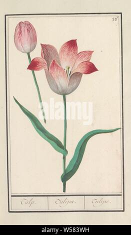 Tulip (Tulipa), Tulip. / Tulipa. / Tulipe. (Titolo in oggetto), rosa-rosso e rosso-bianco tulipani. Numerate in alto a destra: 38. Parte del primo album con disegni di fiori e piante. Ottavo di dodici album con disegni di animali, uccelli e piante conosciute intorno al 1600, commissionato dall'imperatore Rudolf II. Con spiegazione in olandese, il latino e il francese, fiori: tulip, Anselmus Boetius De Boodt, 1596 - 1610, carta Acquerello (vernice), deck vernice, gesso, spazzola, h 275 mm × W 171 mm Foto Stock