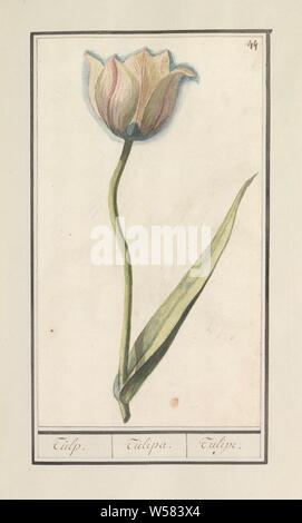 Tulip (Tulipa), Tulip. / Tulipa. / Tulipe. (Titolo in oggetto), bianco-rosa tulip. Numerate in alto a destra: 44. Parte del primo album con disegni di fiori e piante. Ottavo di dodici album con disegni di animali, uccelli e piante conosciute intorno al 1600, commissionato dall'imperatore Rudolf II. Con spiegazione in olandese, il latino e il francese, fiori: tulip, Anselmus Boetius De Boodt, 1596 - 1610, carta Acquerello (vernice), deck vernice, gesso, spazzola, h 286 mm × W 163 mm Foto Stock