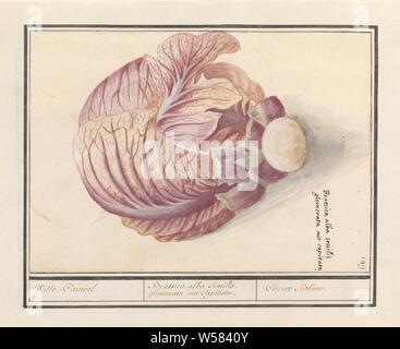 Cavolo bianco (Brassica oleracea) bianco Cauwel. / Brassica alba sessilis. glomerata aut capitata. / Choux Blanc. (Titolo in oggetto), cavolo bianco (leggermente viola, ma nessun cavolo rosso). Numerate in alto a destra: 149. Con il cavolo i nomi latini. Parte del secondo album con disegni di fiori e piante. Nono di dodici album con disegni di animali, uccelli e piante conosciute intorno al 1600, commissionato dall'imperatore Rudolf II. Con spiegazione in olandese, latino e Francese., piante ed erbe aromatiche: cavolo, Anselmus Boetius De Boodt, 1596 - 1610, carta Acquerello (vernice), deck vernici, inchiostro, gesso, penna, h 181 Foto Stock