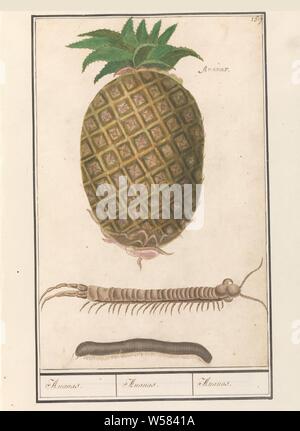 Ananas (Ananas comosus) ananas. / Ananas. / Ananas. (Titolo in oggetto), Ananas, con un centipede e un milione di gamba. Numerate in alto a destra: 159. A frutto il nome. Parte del secondo album con disegni di fiori e piante. Nono di dodici album con disegni di animali, uccelli e piante conosciute intorno al 1600, commissionato dall'imperatore Rudolf II. Con spiegazioni in olandese, il latino e il francese, frutti: ananas, Anselmus Boetius De Boodt, 1596 - 1610, carta Acquerello (vernice), deck vernici, inchiostro, penna, h 285 mm × W 186 mm Foto Stock