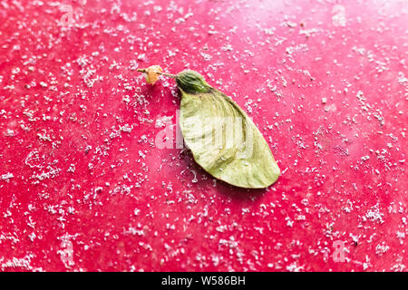 Semi di acero bianco, Acer pseudoplatanus, isolata su uno sfondo rosso con tracce di petali di colore bianco. Foto Stock