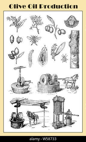 La storia della produzione di olio di oliva e premendo la preparazione da un lessico italiano inizio '900 Foto Stock