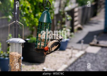 Wood Pecker alimentazione su alimentatore da giardino Foto Stock