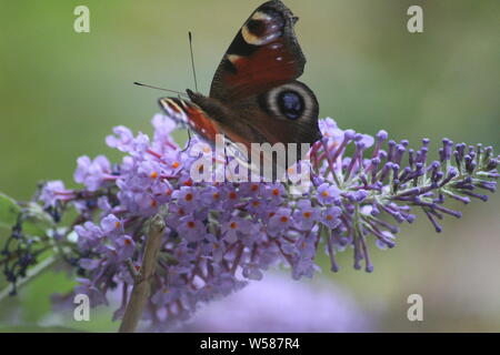Farfalla pavone alimentazione su buddleia Foto Stock