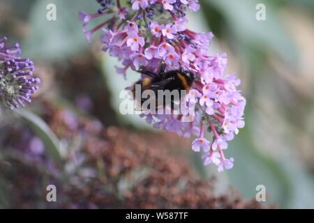 Ape su buddleia flower Foto Stock