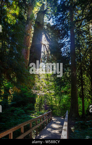 Luce che risplende in basso attraverso il baldacchino in The Grove dei Patriarchi, Mt Rainier National Park, Washington, Stati Uniti d'America Foto Stock