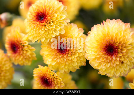 Diversi blooming Lollipop crisantemo giallo dei fiori con gocce di acqua nel centro dalla rugiada del mattino. Sfondo sfocato. Foto Stock