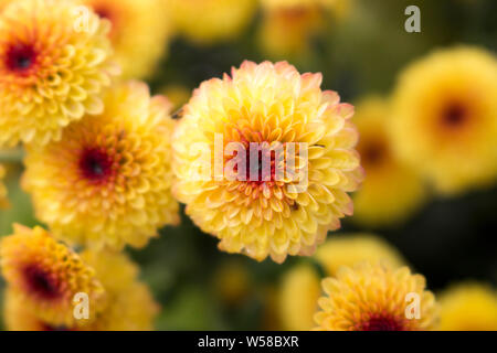 Close up di un singolo Lollipop crisantemo giallo fiore in piena fioritura con gocce d'acqua in centro. Sfondo sfocato. Foto Stock