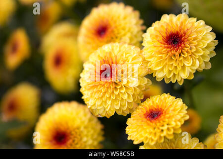 Macro di Lollipop giallo crisantemi in piena fioritura con gocce d'acqua nel centro dalla rugiada del mattino. Sfondo sfocato. Foto Stock