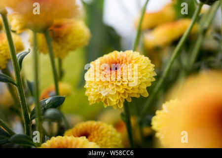 Chiusura del singolo Lollipop crisantemo giallo fiore in piena fioritura con gocce d'acqua. Sfondo sfocato. Foto Stock