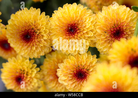 Organizzato fila di blooming Lollipop crisantemo giallo dei fiori con gocce di acqua nel centro dalla rugiada del mattino. Foto Stock