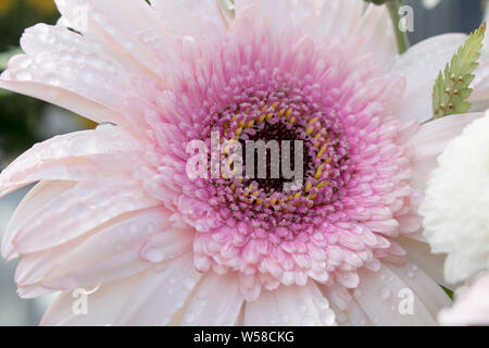 In prossimità del centro di un soft pink gerbera fiore in piena fioritura coperto in acqua scende dalla rugiada del mattino. Foto Stock
