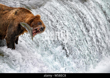 Recare per la pesca del salmone in cascata, Alaska Foto Stock