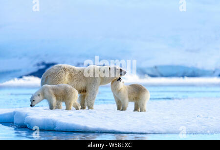 Madre di orso polare e due cuccioli sul mare di ghiaccio, Spitsbergen Foto Stock