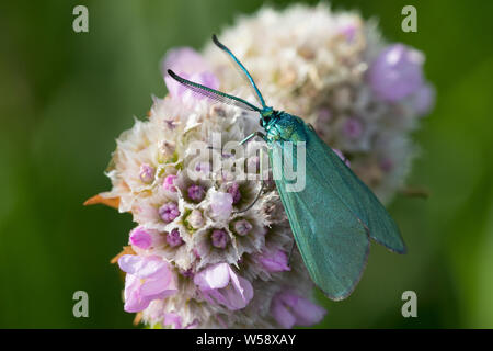 Ampfer-Grünwidderchen, Grünwidderchen, Sauerampfer-Grünwidderchen, Gemeines Grünwidderchen, Grün-Widderchen, Grasnelken-Widderchen, Widderchen, Adscit Foto Stock