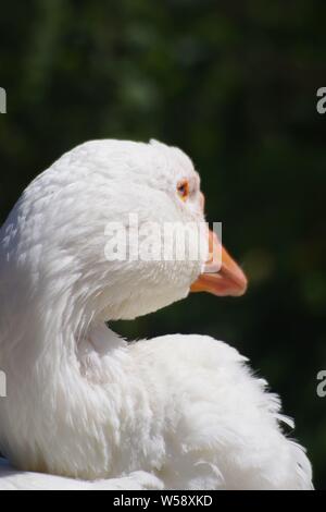 Bianco oca domestica. Exeter Quay, Devon, Regno Unito. Foto Stock