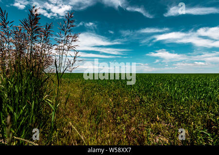 Fattoria con il raccolto del campo verde e blu cielo nuvoloso Foto Stock