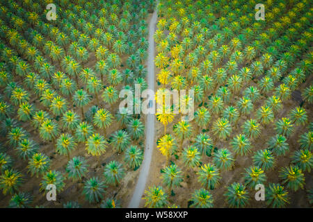 Auto è sulla strada fra il verde delle palme da sopra Foto Stock