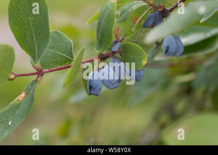 Blaue Heckenkirsche, Blaue Doppelbeere, Lonicera caerulea, Blu-caprifoglio a bacca, Sweetberry Honeysuckl, honeyberry, haskap berry, deepblue honeysu Foto Stock