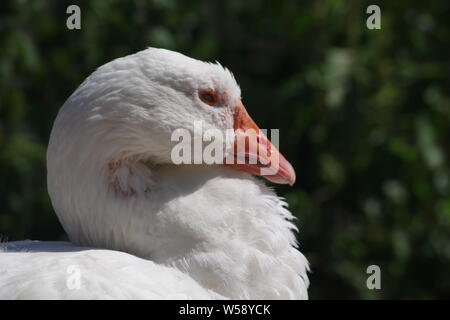 Bianco oca domestica. Exeter Quay, Devon, Regno Unito. Foto Stock