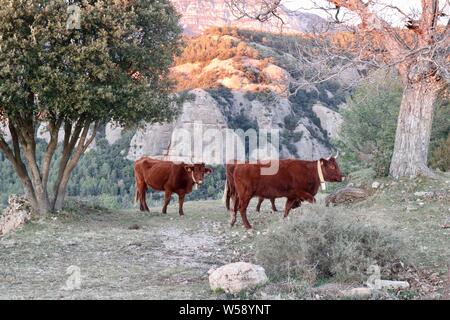 Le mucche in montagna chiedere in Catalunya Foto Stock