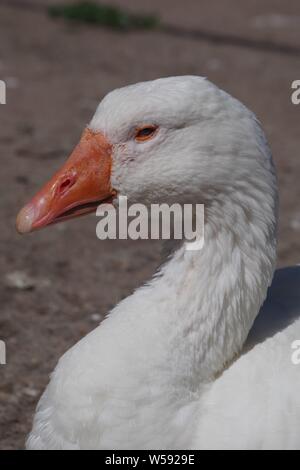 Bianco oca domestica. Exeter Quay, Devon, Regno Unito. Foto Stock