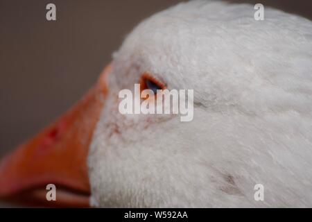 Bianco oca domestica. Exeter Quay, Devon, Regno Unito. Foto Stock