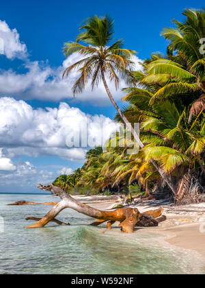 Colpo verticale di palme esotiche su una spiaggia caraibica con alcune derive del legno. Foto Stock