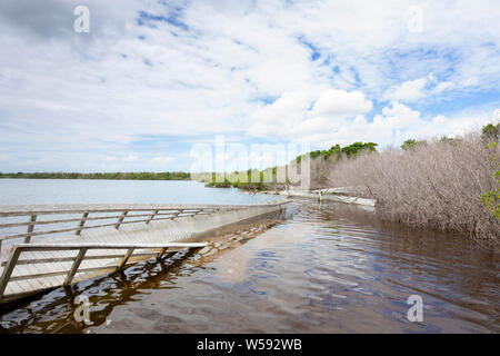 Alcuni degli effetti dell'Uragano Irma può ancora essere visto in Everglades National Park. La passeggiata a lago ovest è stato fortemente danneggiato. Foto Stock