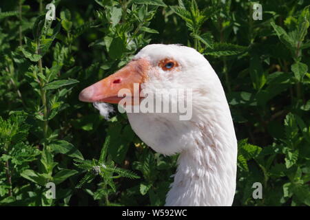 Bianco oca domestica. Exeter Quay, Devon, Regno Unito. Foto Stock